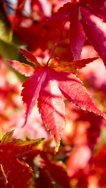 Red tree leaf, Full HD phone wallpaper