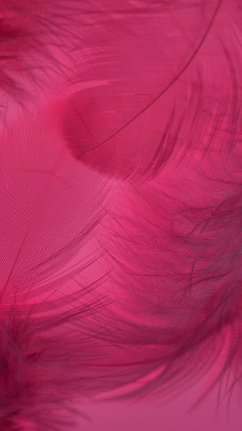 Abstract close-up of soft, delicate pink feathers on a pink background. HD phone wallpaper