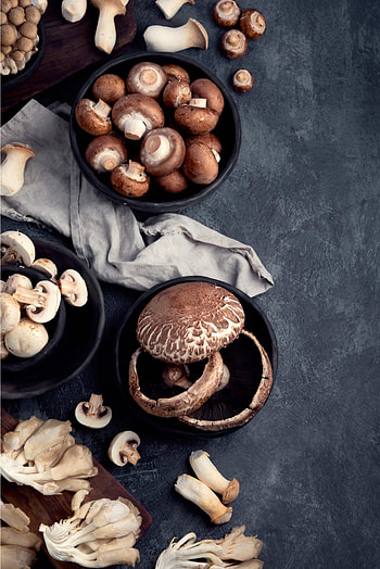 Edible mushrooms, Gourmet mushrooms, Mushroom types, Culinary delight HD phone wallpaper