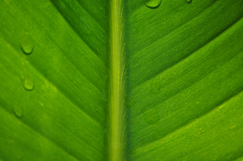 Drops, Macro, Sheet, Leaf HD wallpaper