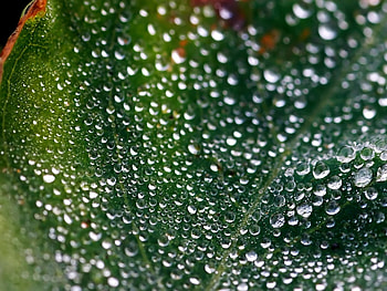 Background, Leaves, Drops HD wallpaper