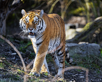 Animals, Predator, Big Cat, Tiger, Fangs HD wallpaper