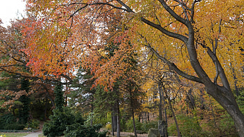 Autumn Forest, fall forest, fall woods, autumn woods HD wallpaper
