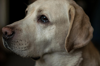 Dog, sweet, animal, dogs, cute, beautiful, puppys, puppy, pretty, animals, lovely HD wallpaper