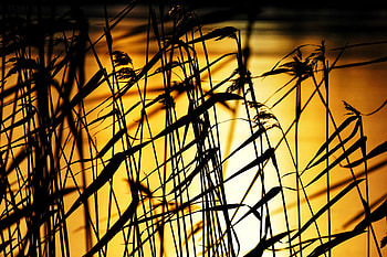 Plants, Sunset, Grass, Twilight, Dark, Dusk HD wallpaper