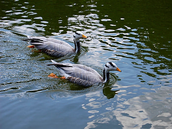 Animals, Birds, Ducks HD wallpaper