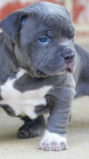 American Bully, Puppy Dog, dog breeds HD phone wallpaper
