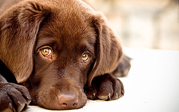 Animals, Dog, Muzzle, Puppy HD wallpaper