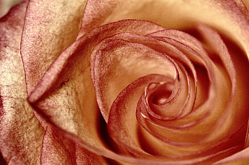 Flowers, Flower, Rose Flower, Rose, Petals, Twisting, Twist HD wallpaper