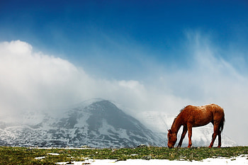 Animals, Sky, Mountains, Snow, Vertex, Fog, Stroll, Tops, Horse HD wallpaper