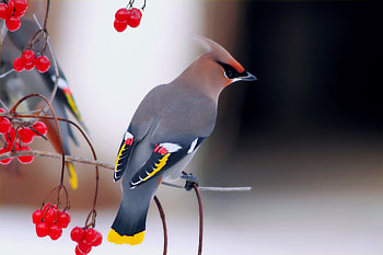 Animals, Bird, Sit, Branch, Berry, Waxwing HD wallpaper