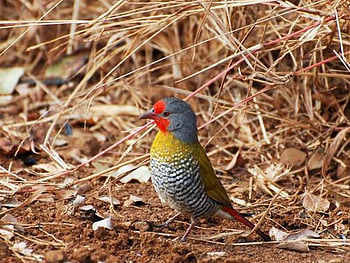 Beautiful Bird, colors, beautiful, bird HD wallpaper