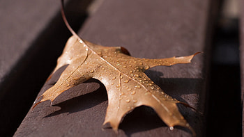 Drops, Macro, Sheet, Leaf, Dry, Oak HD wallpaper