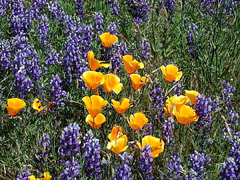 Wildflowers, nature, flowers HD wallpaper