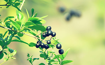Olive , graphic beauty, Stunning captures, Natural elegance HD wallpaper