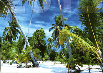 white sands, palms, green leaves, white sand, beach HD wallpaper