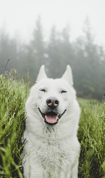 Funny, Animals, Grass, Dog, Pet, Protruding Tongue, Tongue Stuck Out HD phone wallpaper