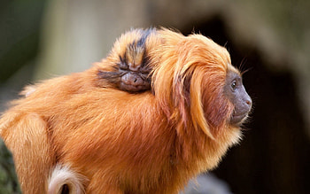 Animals, Fluffy, Young, Muzzle, Monkey, Joey HD wallpaper