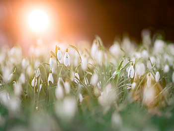 Grass, blur, snowdrop, flowers HD wallpaper