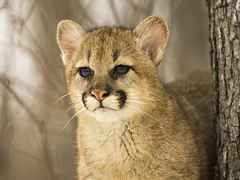 Animals, Puma HD wallpaper