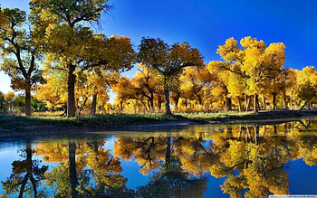 blue reflection, trees, outdoors, nature, lake HD wallpaper