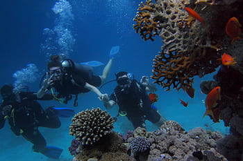 Group of scuba divers swimming near colorful coral reef with fish, showcasing underwater marine life. HD wallpaper