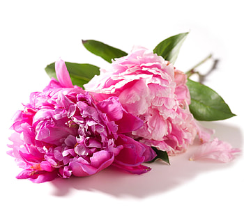 peonies, pink, beautiful, flowers HD wallpaper