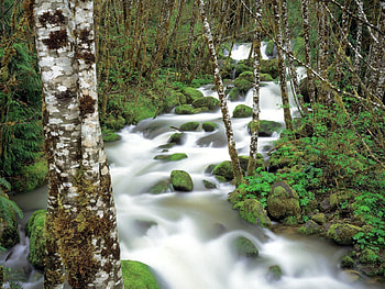 Nature, Stones, Moss, Birch, Mountain River HD wallpaper