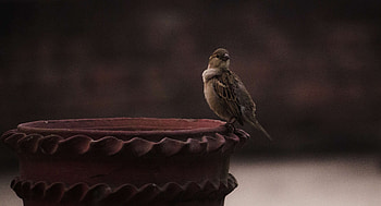 Bangladeshi bird graphy, Morning bird sightings, Cool sparrow , Birding HD wallpaper