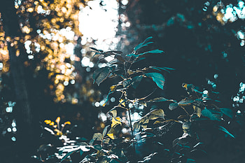 Nature, Bush, Forest, Blur, Smooth, Branches, Sunlight HD wallpaper