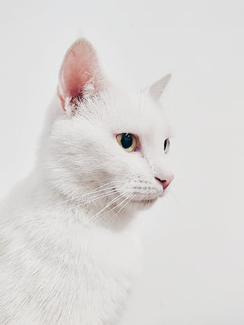 Elegant white cat with green eyes in a close-up shot against a soft background. HD phone wallpaper