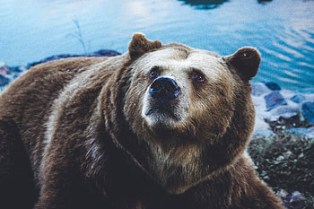 Animals, Bear, Sight, Opinion, Fur, Brown Bear HD wallpaper