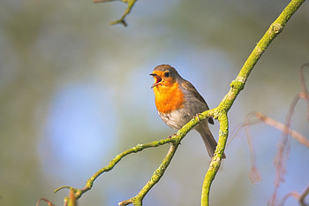 Robin bird, Feathered creature, Avian species, Beautiful plumage HD wallpaper