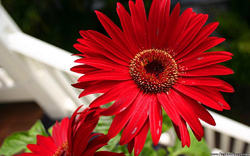 Red Gerbera, flower, red, nature, gerbera, macro HD wallpaper