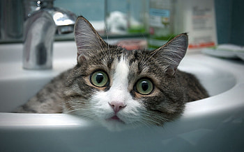 Animals, Cat, Muzzle, Spotted, Spotty, Sight, Opinion HD wallpaper