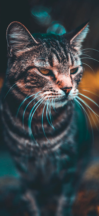 cat , High-quality cat , cat , Compatible with various models HD phone wallpaper