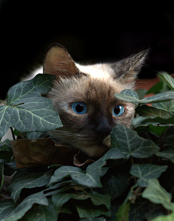 Cat, leaves, muzzle, blue eyes HD phone wallpaper