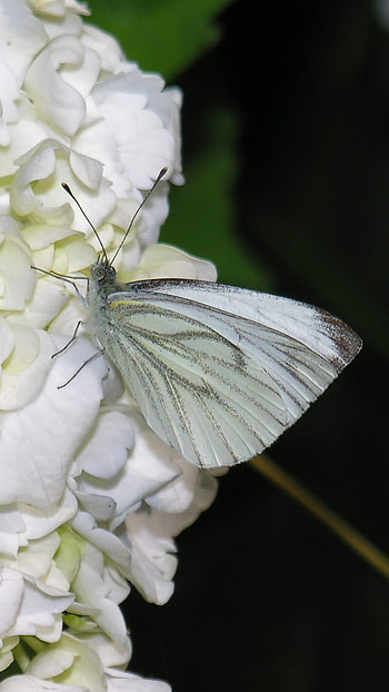 White Butterfly, Adorable, Background HD phone wallpaper