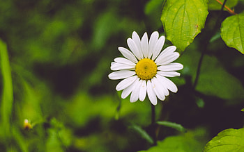 Flowers, Camomile, Flower, Petals, Blur, Smooth, Greens, Chamomile HD wallpaper