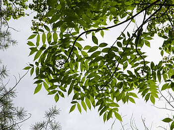 Mexican ash tree, Natural beauty, Exotic flora, Botanical wonder HD wallpaper