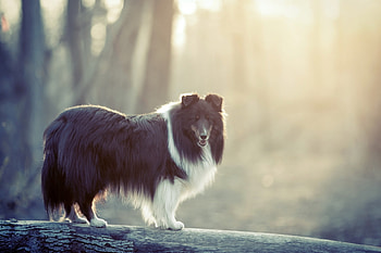 Animals, Fluffy, Dog, Fog, Log, Bicolor, Two-Color HD wallpaper