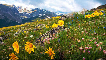 Rocky Mountain National Park near Estes Park, wildflowers, blossoms, landscape, clouds, sky, colorado, meadow, usa HD wallpaper