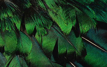 Green feathers, texture, feather, abstract, green HD wallpaper