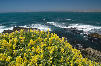 Sea and flowers, oceans, sky, nature, flowers HD wallpaper