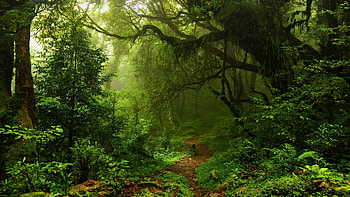 Tree, Nature, Sunlight in Green Forest HD wallpaper