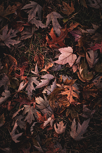 Nature, Grass, Autumn, Leaves, Maple HD phone wallpaper