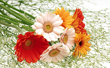 Flower bouquet, still life, decoration, bouquet, flower HD wallpaper