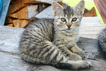 Animals, Kitty, Kitten, To Lie Down, Lie, Striped HD wallpaper