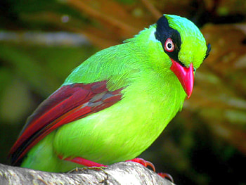 Beautiful Bird, colors, beautiful, bird HD wallpaper