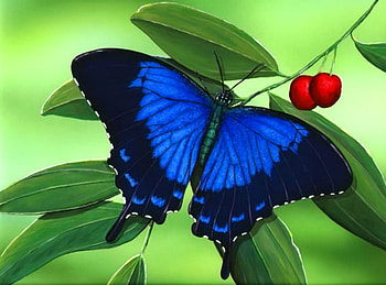 Ulysses, black and blue, butterfly, green, berries, swallowtail HD wallpaper